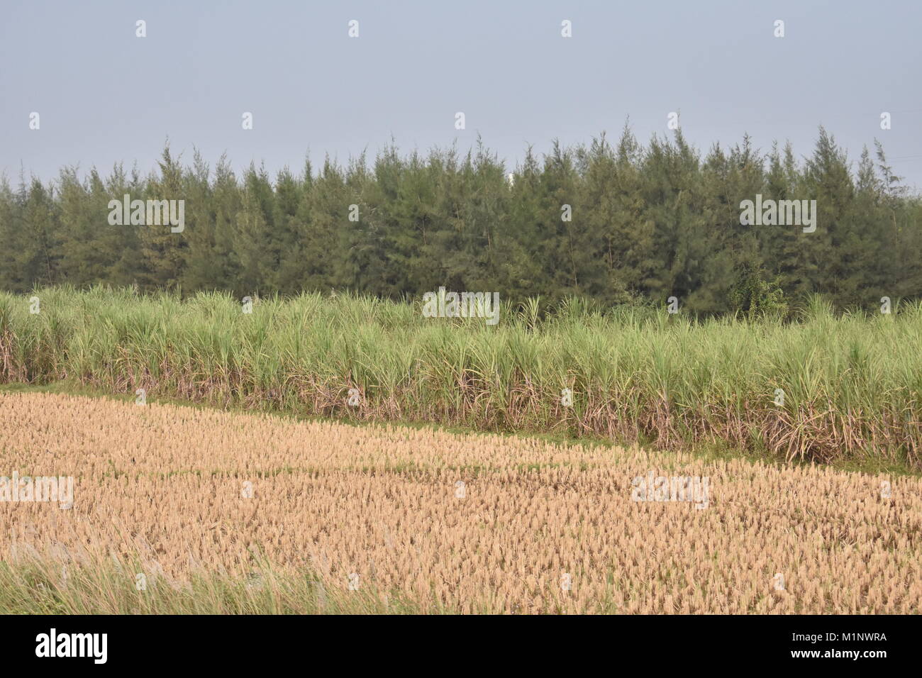 La culture de la canne à sucre vue étroite sur le terrain à la génial. Banque D'Images