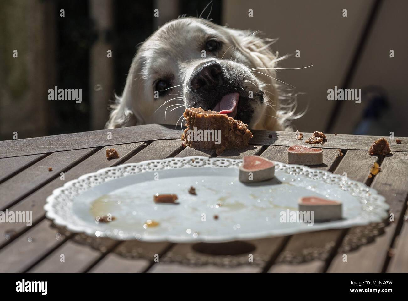 La fête d'anniversaire de mon chien nommé golden Prince, qui dévore en un temps record un gâteau de chien, avec des expressions faciales et des gestes qui les rendent l Banque D'Images