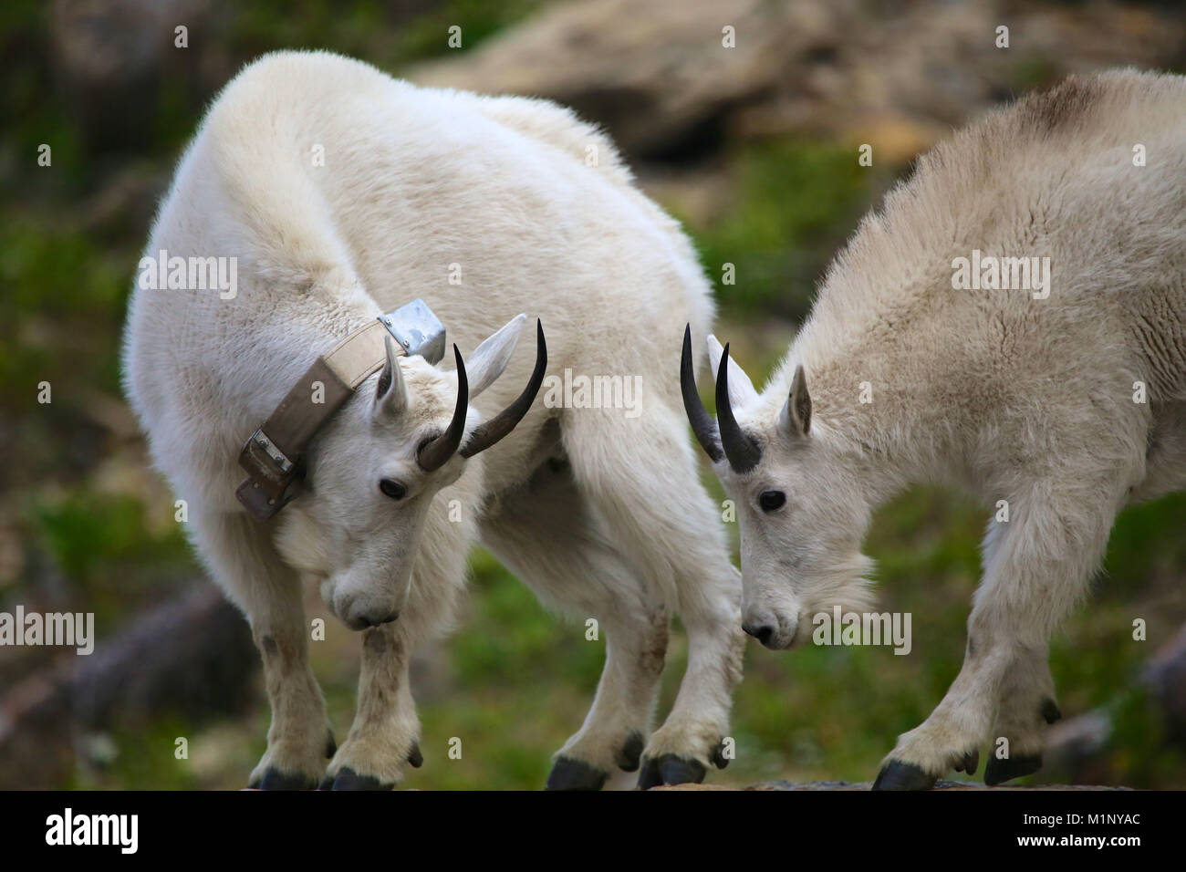 Deux chèvres de montagne dans le parc national des Glaciers avec collier  émetteur, Montana Photo Stock - Alamy