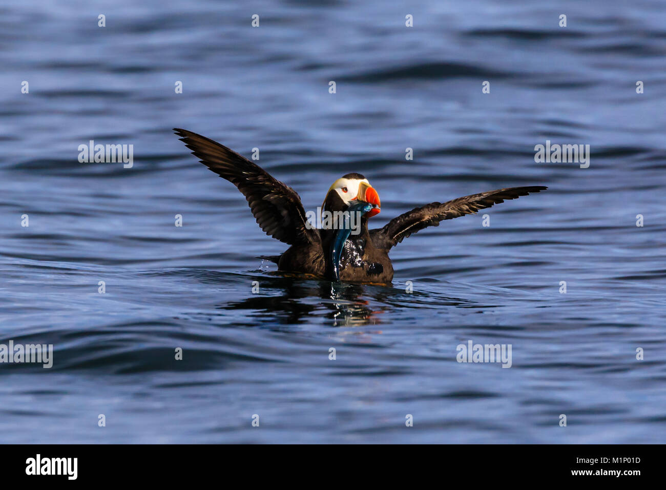 Le macareux huppé (Fratercula cirrhata) sur la mer, les ailes étirés avec captures, la baie Sitka, Sitka, sud-est de l'Alaska, USA, Amérique du Nord Banque D'Images