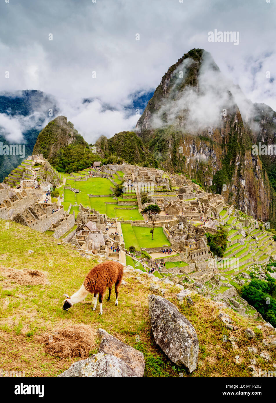 Le lama au Machu Picchu, Site du patrimoine mondial de l'Unesco, région de Cuzco, Pérou, Amérique du Sud Banque D'Images