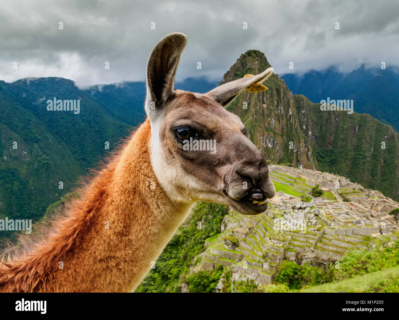 Llama dans la région de Machu Picchu, Cusco, Pérou, Amérique du Sud Banque D'Images