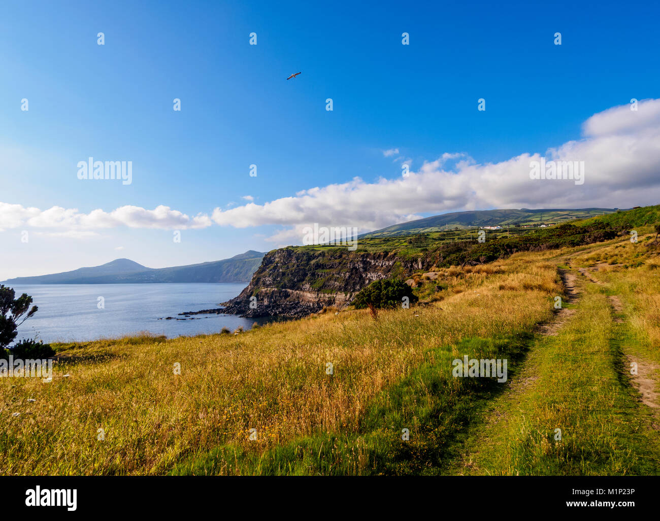 La côte sud, l'île de Faial, Açores, Portugal, Europe, Atlantique Banque D'Images