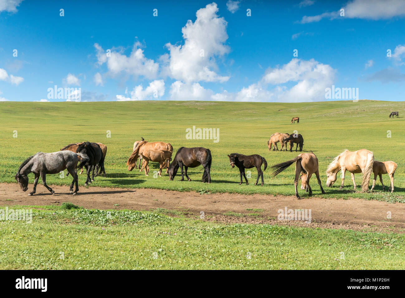 Chevaux pâturage sur la steppe de Mongolie, au sud, la Mongolie Hangay, Asie centrale, Asie Banque D'Images
