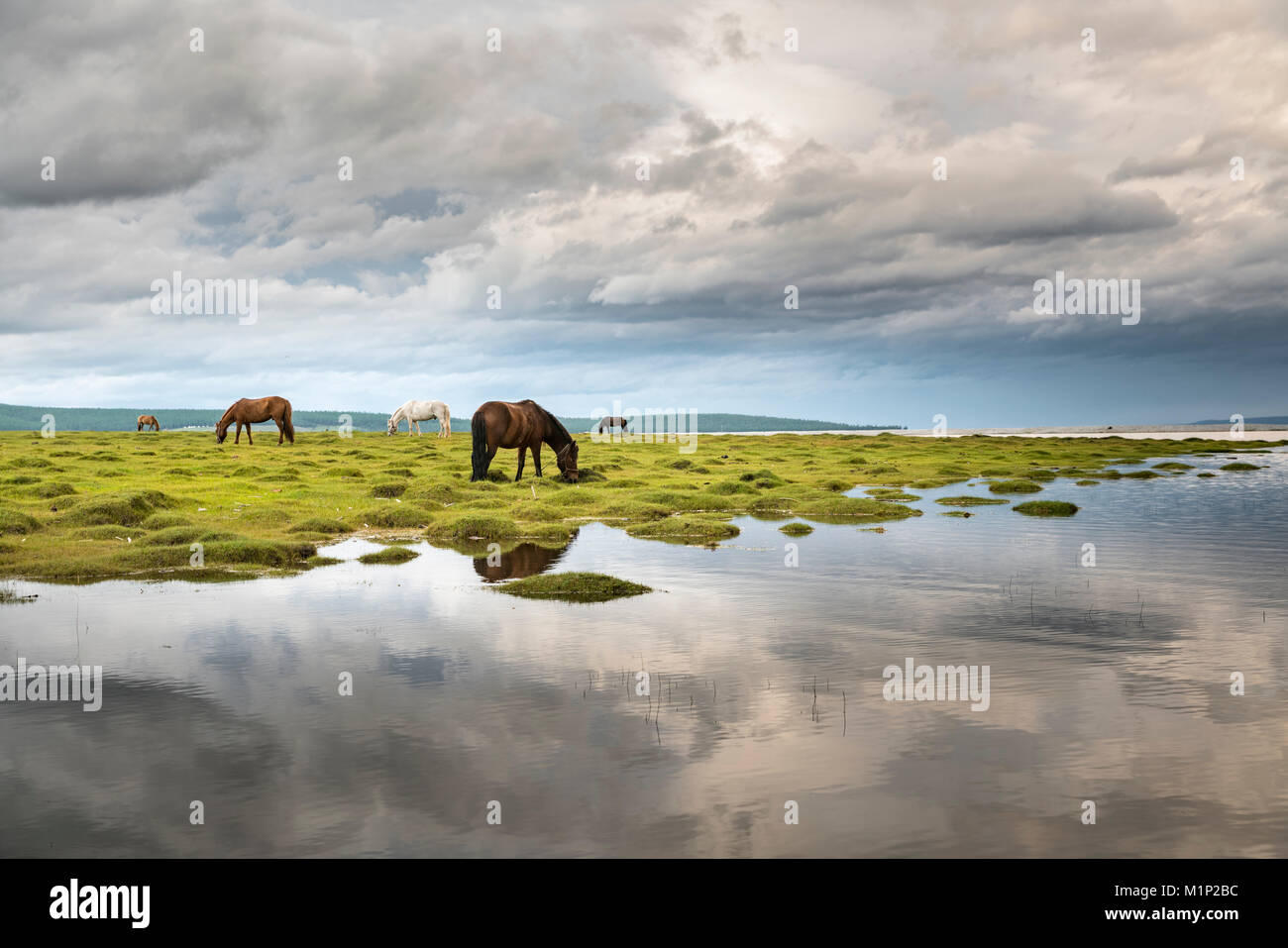 Les chevaux brouter sur les rives du lac Hovsgol China, Taiwan, la Mongolie, l'Asie centrale, d'Asie Banque D'Images