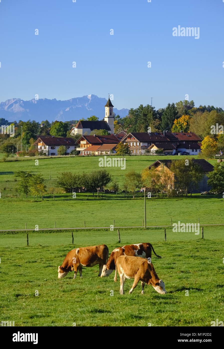 Les vaches paissent dans un pré,Deining près de Egling avec Losaich,préalpes,Haute-bavière,Bavière, Allemagne Banque D'Images