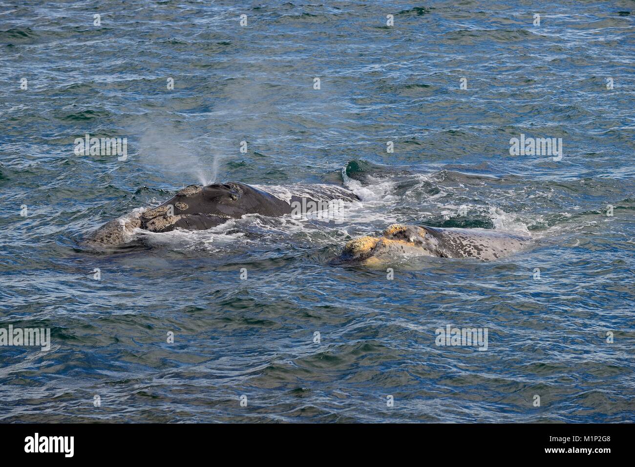 Blowing baleine franche australe (Eubalaena australis) barrage,avec,veau près de la la presqu'île de Valdés, province de Chubut, Patagonie Banque D'Images