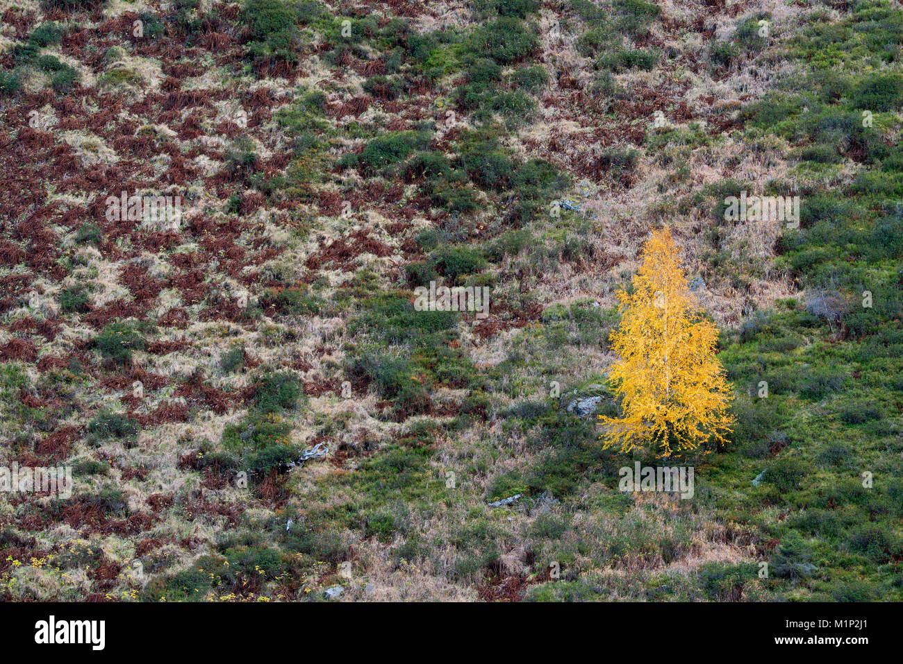 Le bouleau verruqueux (Betula pendula) dans Rosannaschlucht,Couleurs de l'automne,St. Anton am Arlberg, Tyrol, Autriche Banque D'Images