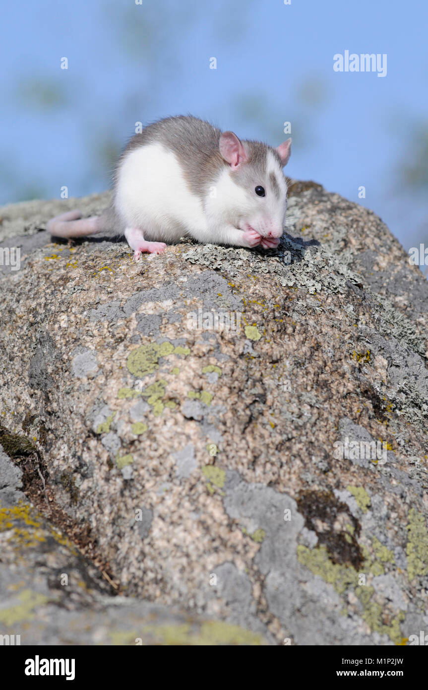 Fantaisie (Rattus norvegicus rat forma domestica) sur un rocher Banque D'Images