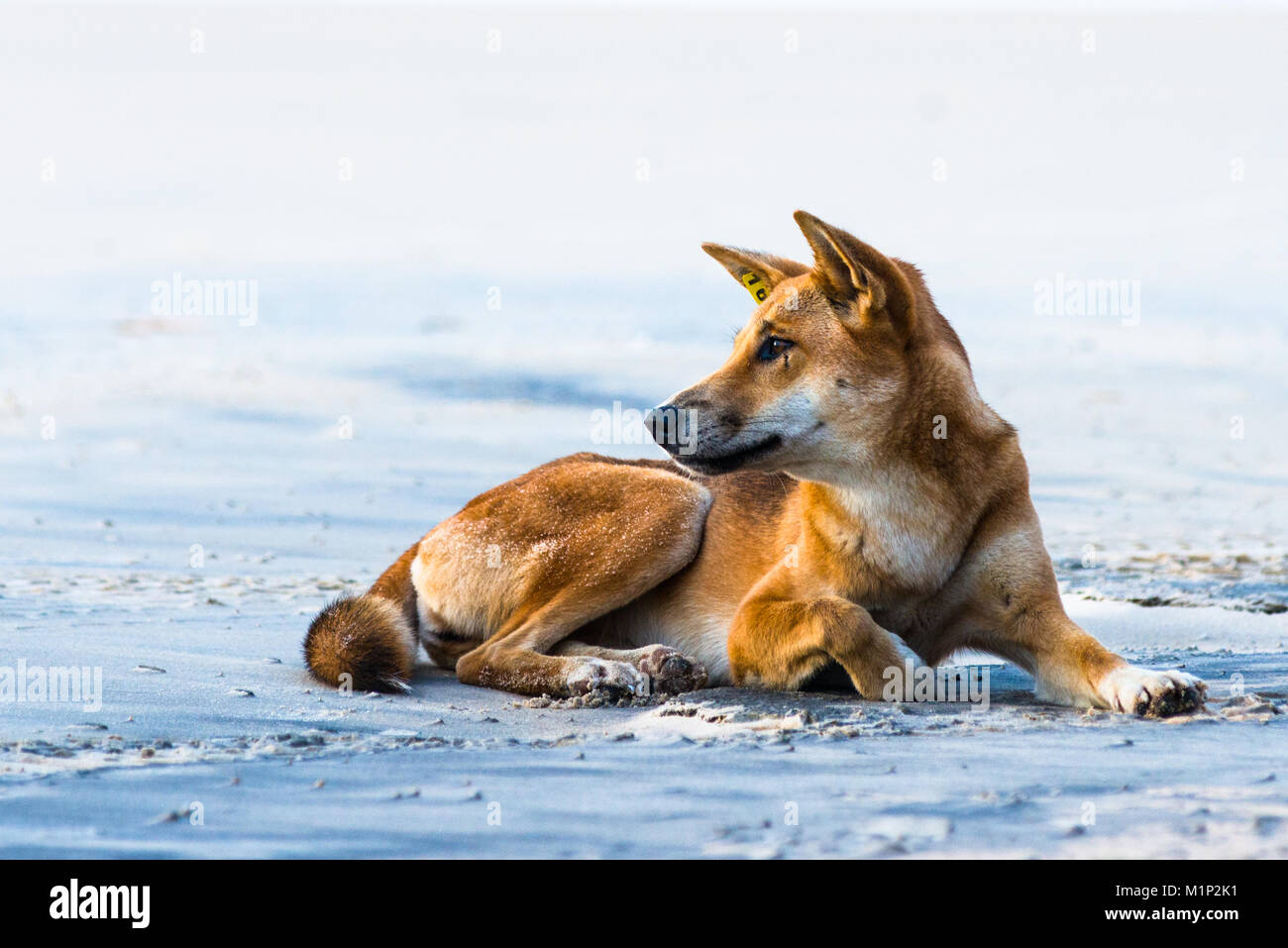 Wild dingo sur soixante cinq Mile Beach, Fraser Island, Queensland, Australie, Pacifique Banque D'Images