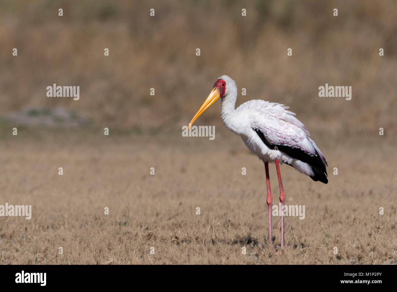 Yellow-billed stork (Mycteria ibis), Moremi, Okavango Delta, Botswana, Africa Banque D'Images