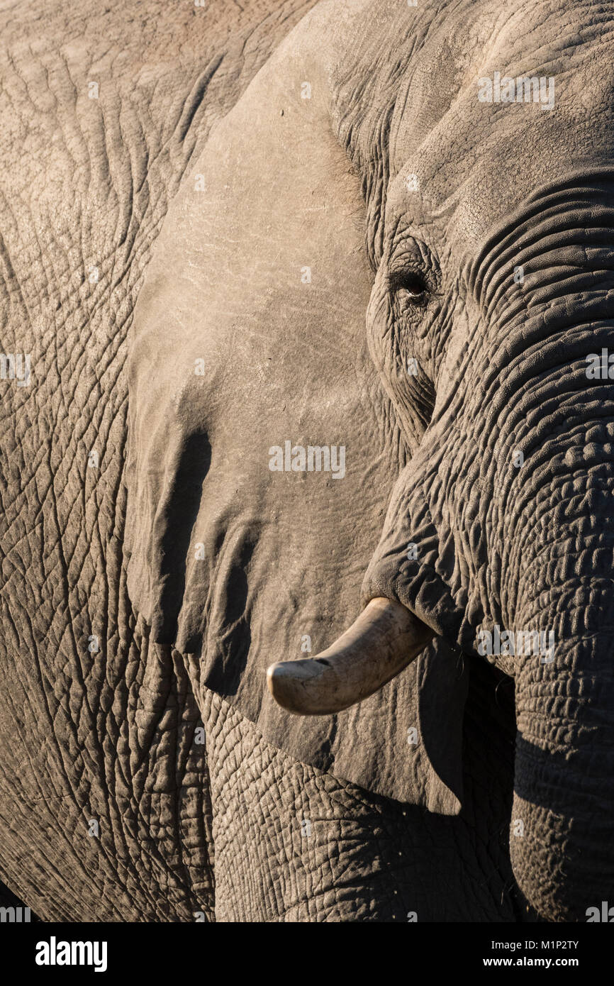 L'éléphant africain (Loxodonta africana), Savuti, Chobe National Park, Botswana, Africa Banque D'Images