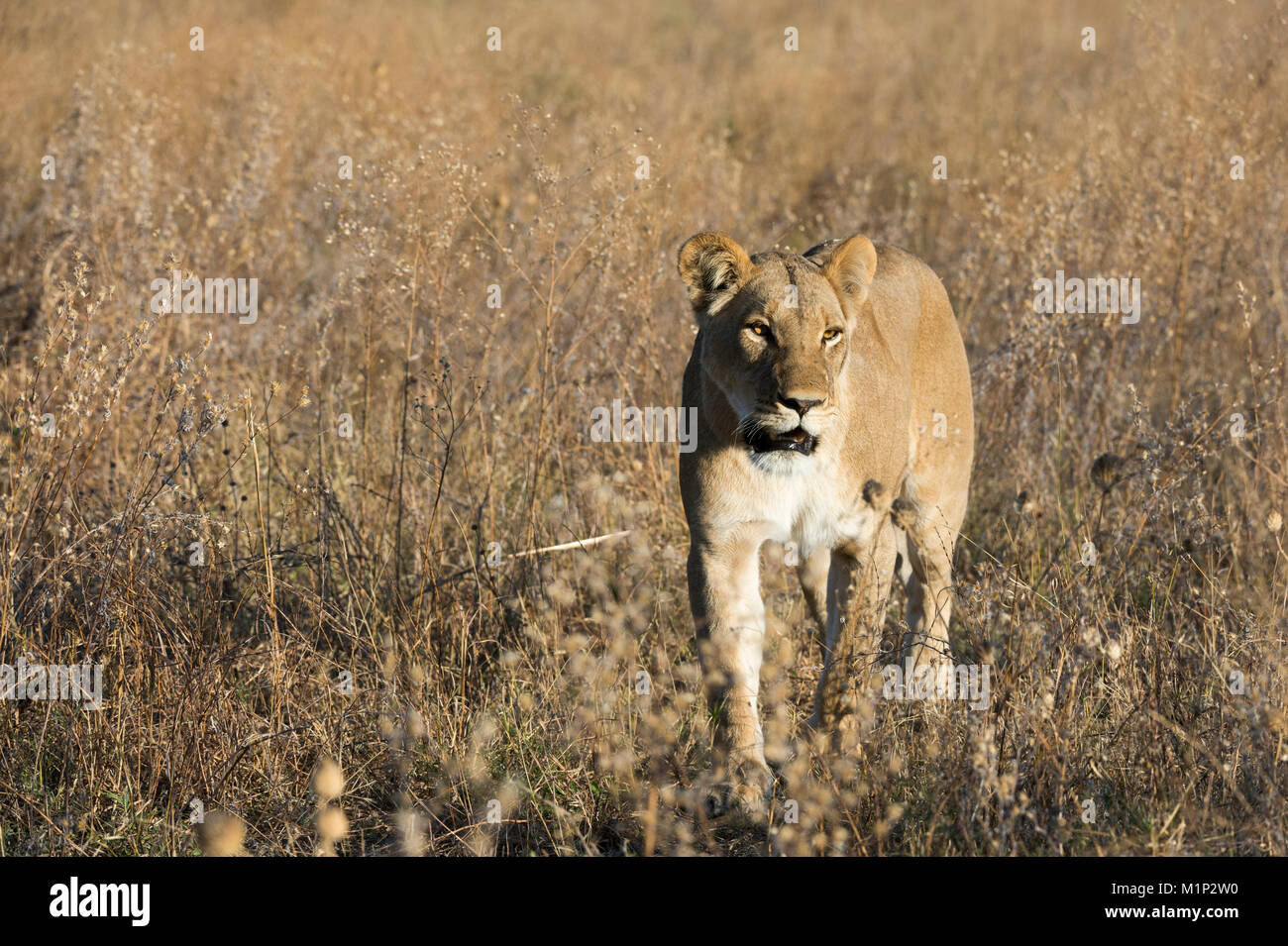 Lion (Panthera leo), Savuti, Chobe National Park, Botswana, Africa Banque D'Images