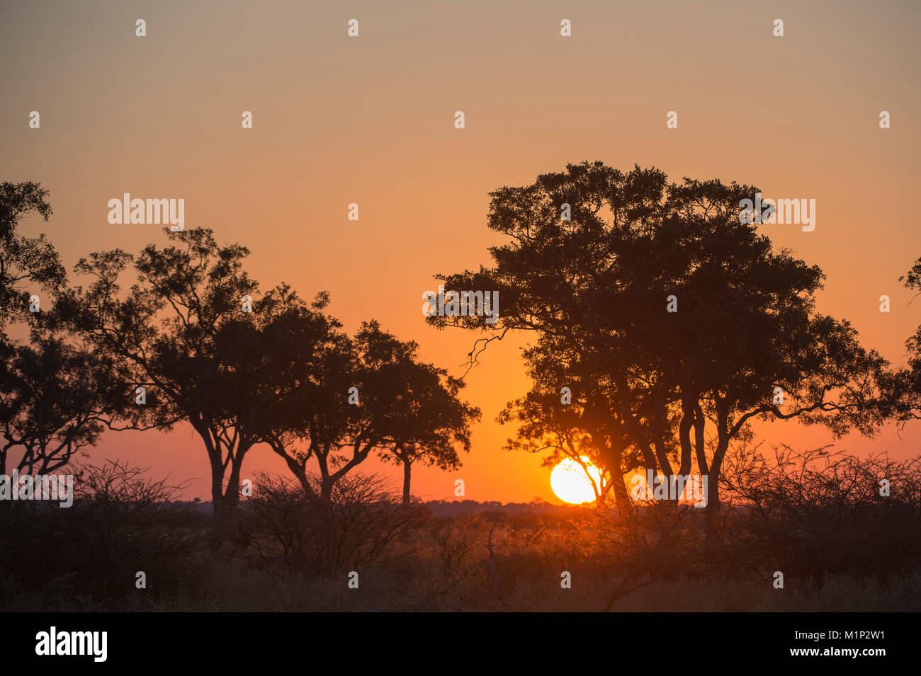 Coucher du soleil dans le marais de Savuti, Botswana, Africa Banque D'Images