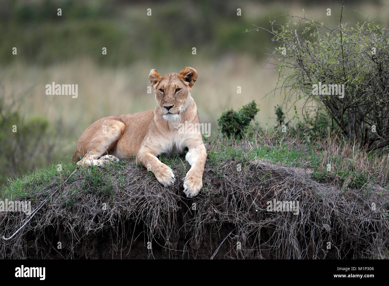 Lioness (Panthera leo) dans la région de savanna, Masai Mara, Kenya, Afrique de l'Est, l'Afrique Banque D'Images