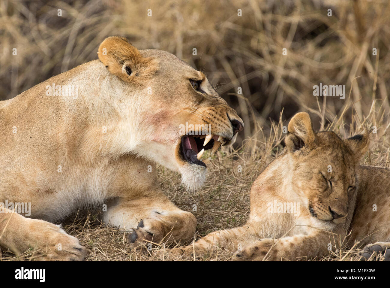 Lionne et cub (Panthera leo), le Parc National du Serengeti, Tanzanie, Afrique orientale, Afrique du Sud Banque D'Images