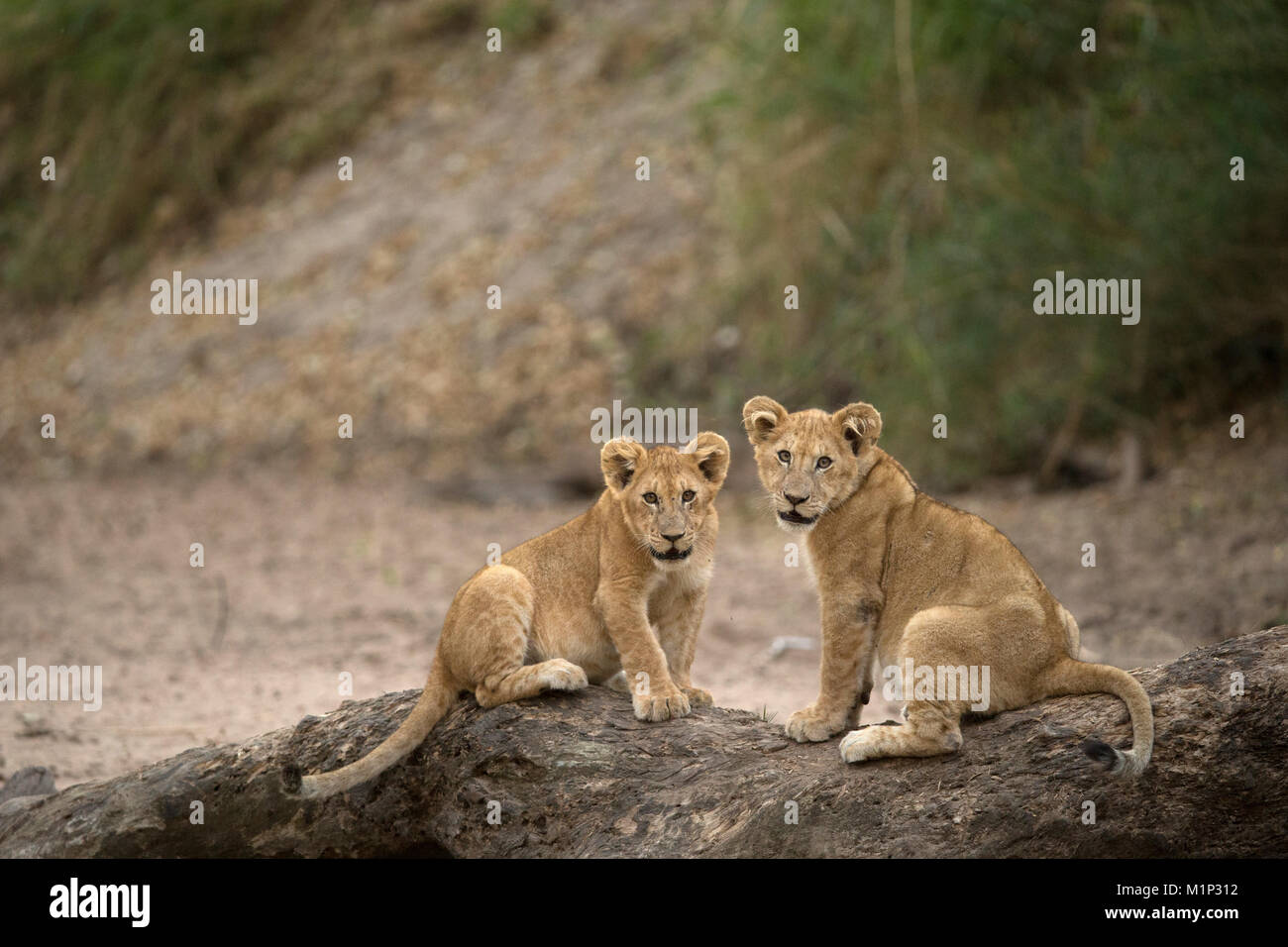 Lion cubs (Panthera leo), le Parc National du Serengeti, Tanzanie, Afrique orientale, Afrique du Sud Banque D'Images