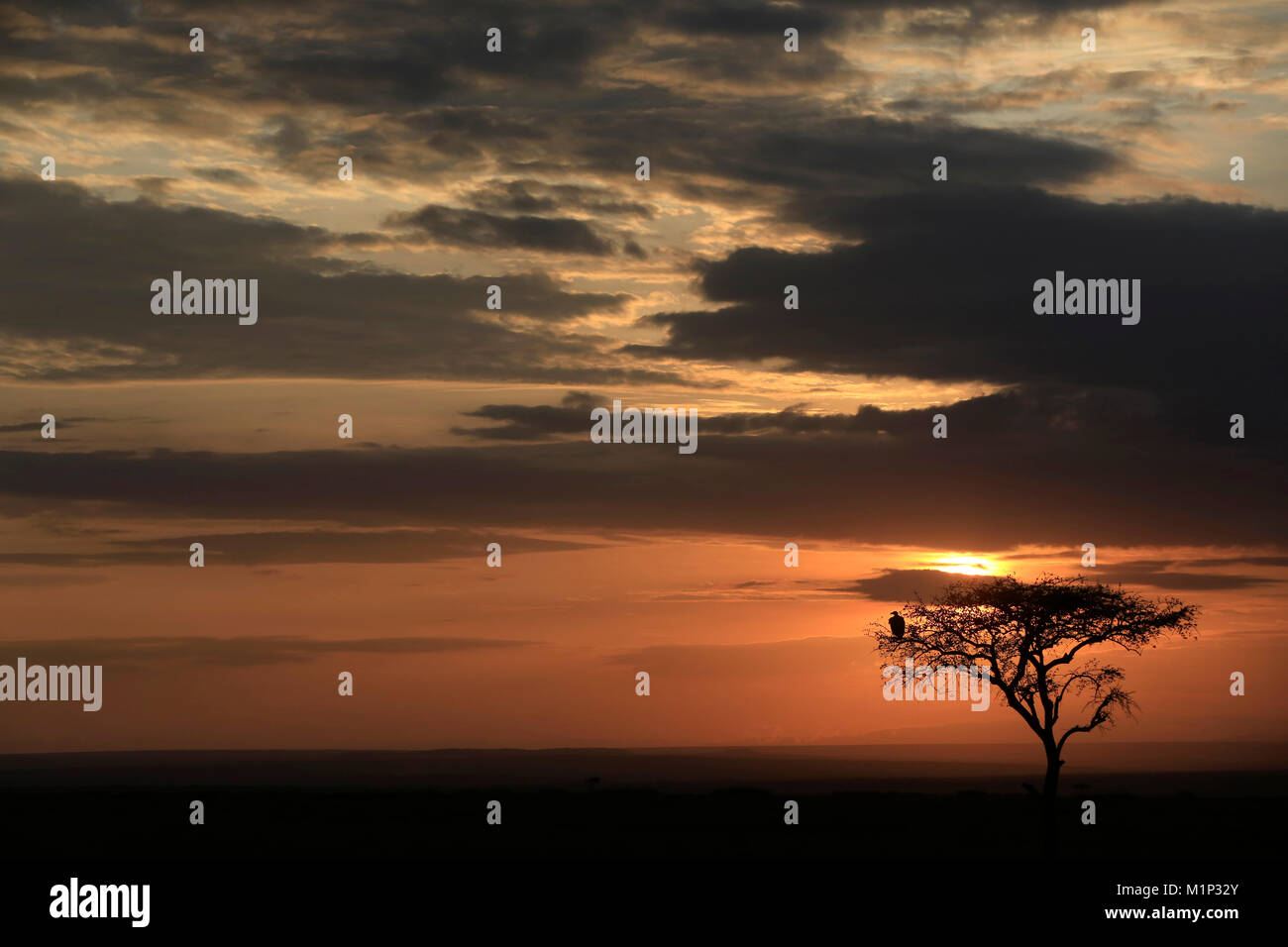Silhouette d'un arbre au lever du soleil, Masai Mara, Kenya, Afrique de l'Est, l'Afrique Banque D'Images