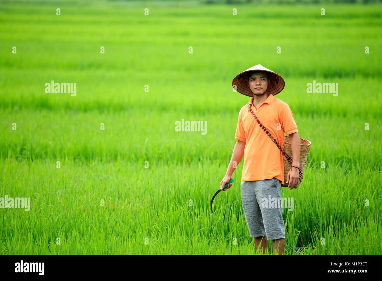 Farmer portant un chapeau conique dans les rizières, Mai Chau, Hoa Binh, au Vietnam, en Indochine, en Asie du Sud-Est, l'Asie Banque D'Images