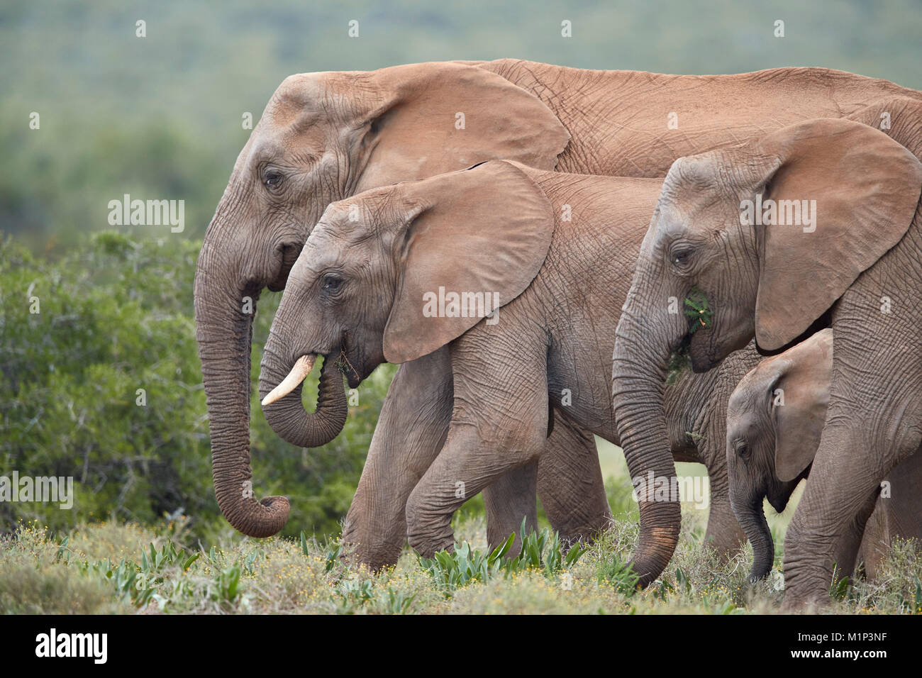 L'éléphant africain (Loxodonta africana) groupe, Addo Elephant National Park, Afrique du Sud, l'Afrique Banque D'Images