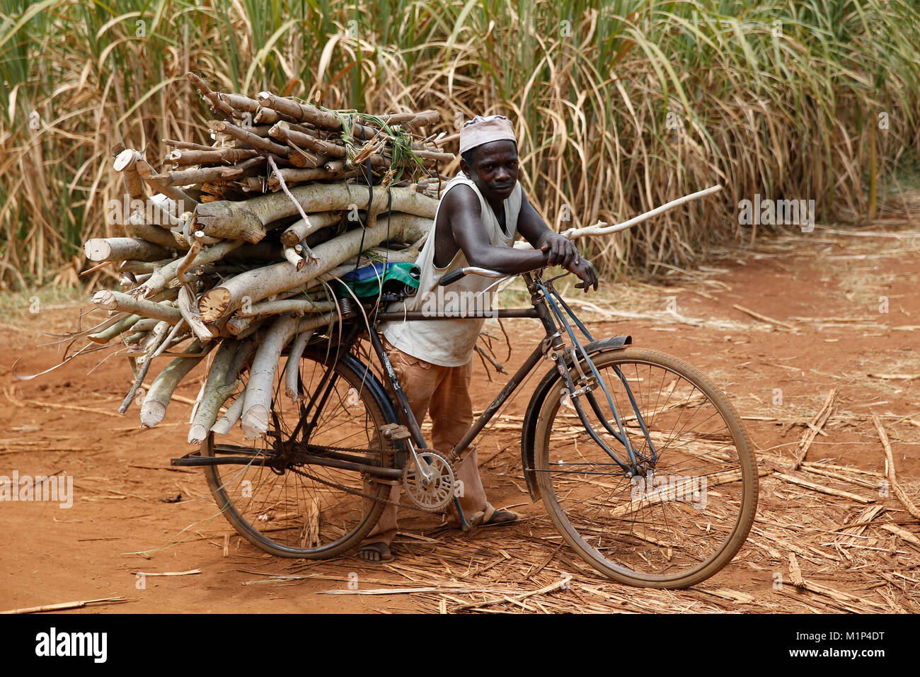 Transport de bois sur une bicyclette, l'Ouganda, l'Afrique Banque D'Images