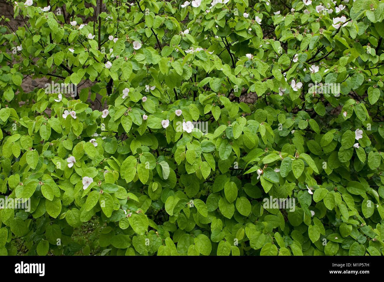 Pfirsich, Blüten, Cydonia oblonga cognassier, genévrier commun, Banque D'Images