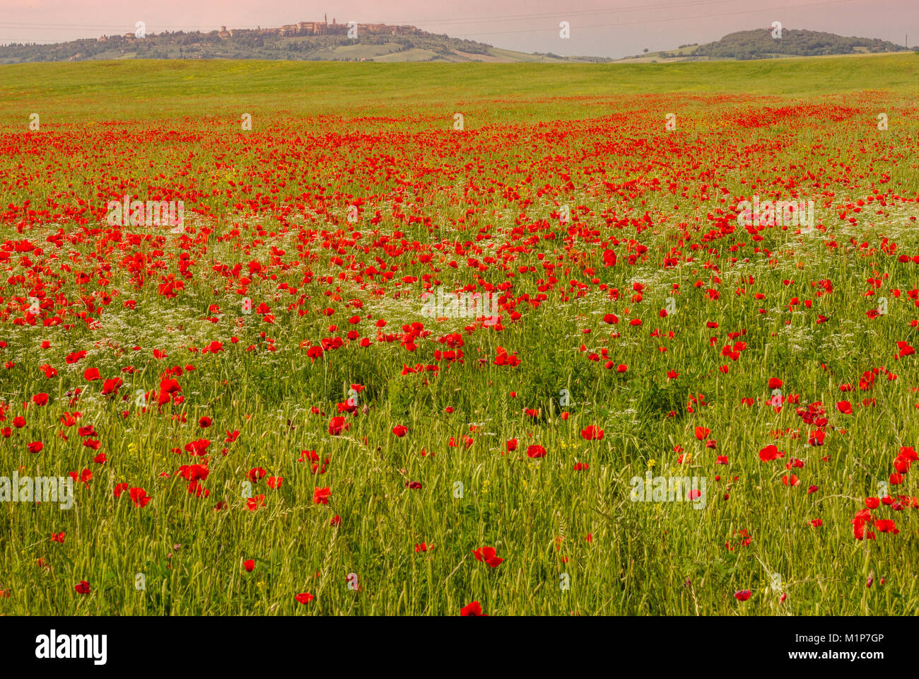 Un champ de coquelicots et fleurs Pienza en arrière-plan Banque D'Images