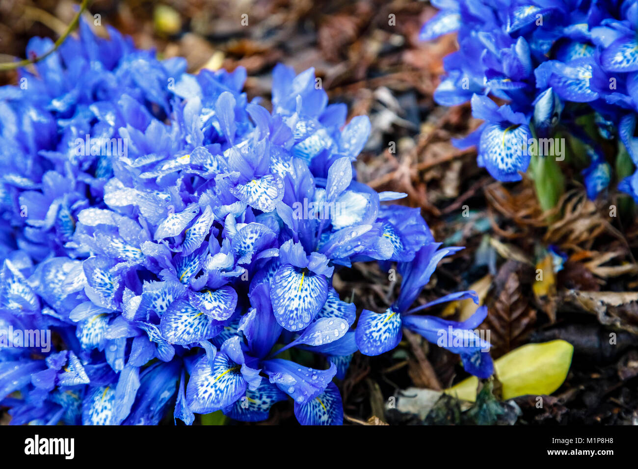 Deep blue avec centre blanc, Iris histriodes "Lady Stanley Beatrix' floraison en RHS Wisley Gardens, Surrey, Angleterre du Sud-Est, Royaume-Uni en janvier Banque D'Images