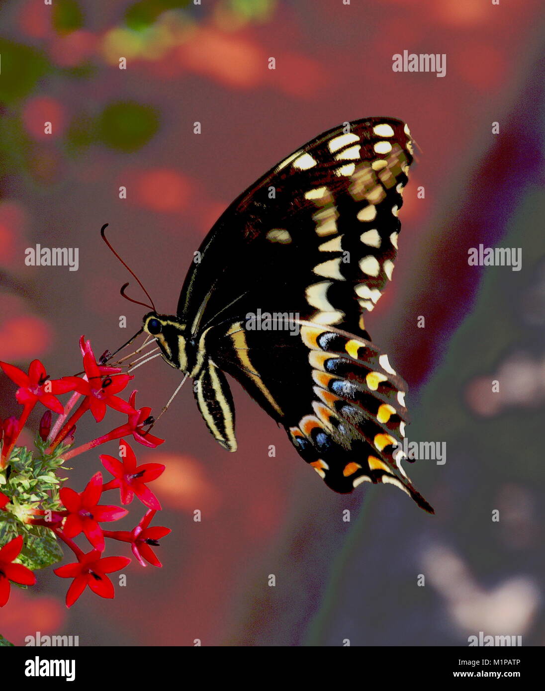 Swallowtail butterfly gathering nectar de fleur rouge dans le jardin des papillons. Banque D'Images
