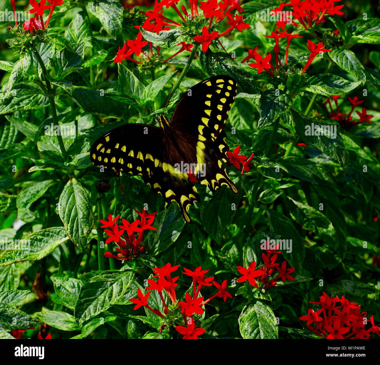 Avec des ailes de papillon du machaon ouvrir en rouge. Banque D'Images