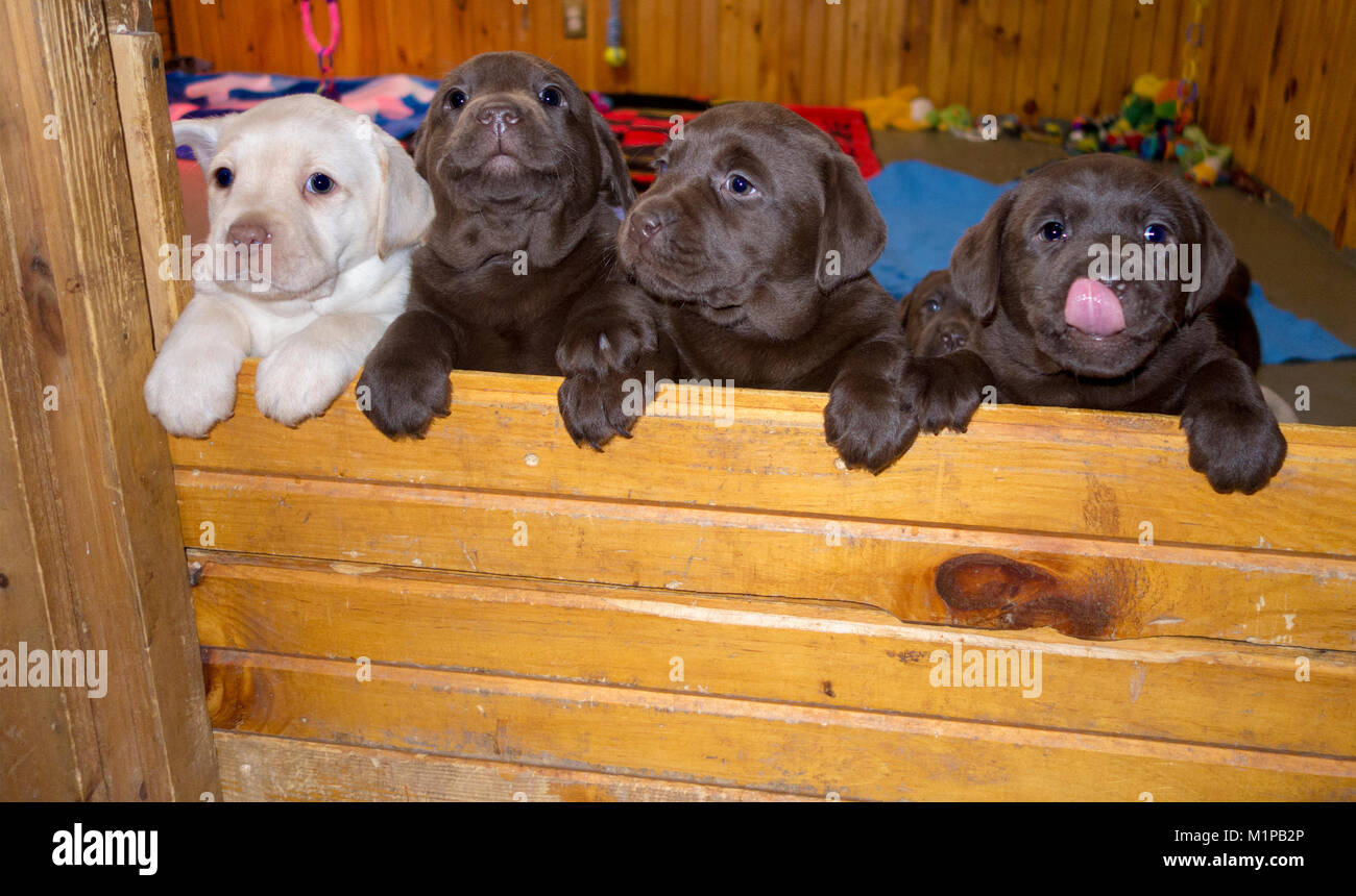 Quatre mignons petits chiots Labrador à la recherche sur un mur un lécher son visage Banque D'Images