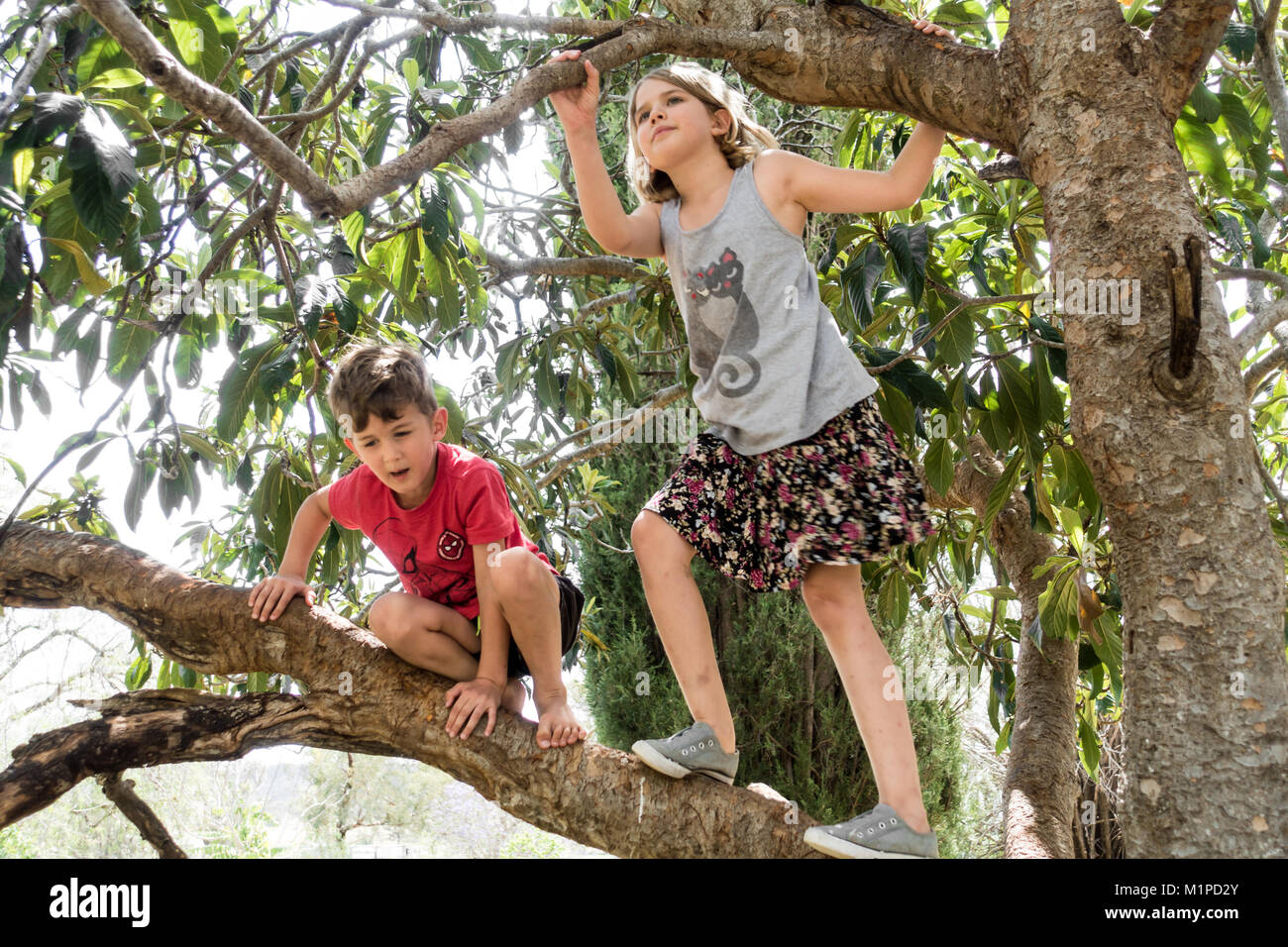 Un jeune garçon et fille escalade un arbre. Banque D'Images