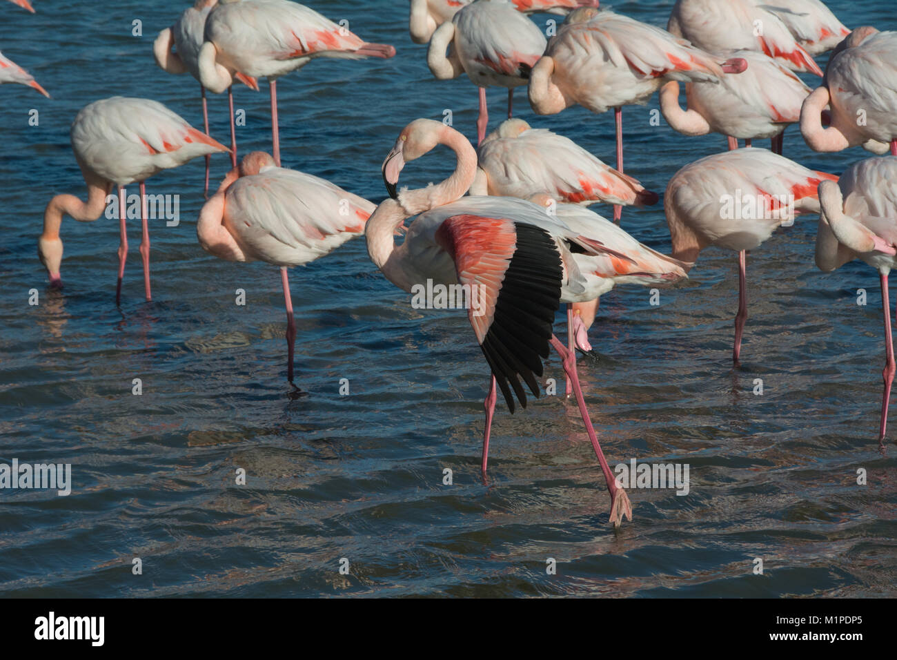 Les flamants roses, Phoenicopterus roseus, de la Camargue dans le sud de la France Banque D'Images