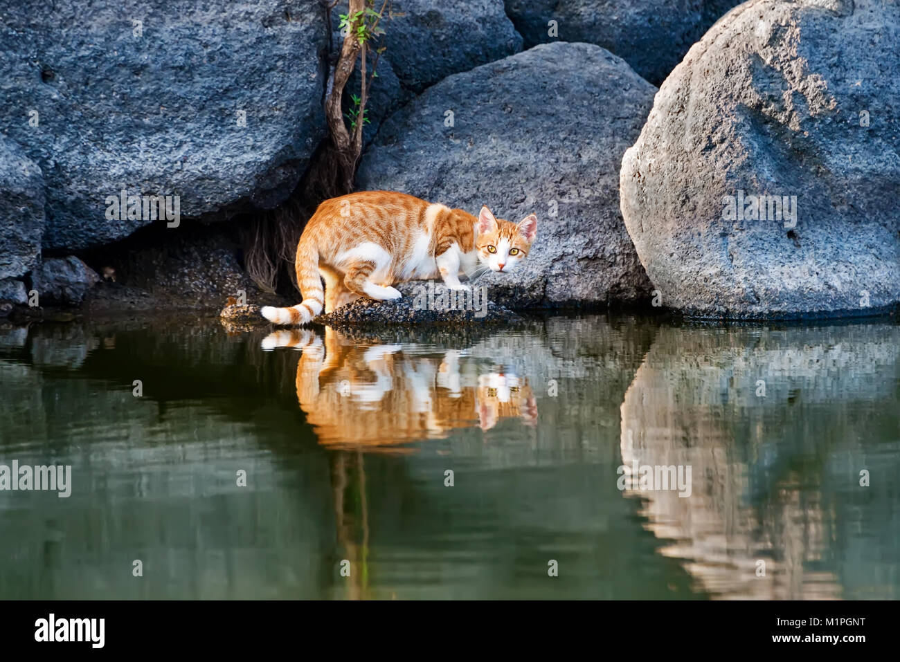 Cat la réflexion dans le calme de l'eau de l'étang, une image miroir d'un red tabby kitty blanc sur un remblai rocheux raide d'un lac sur l'île grecque de Lesbos, Grèce Banque D'Images