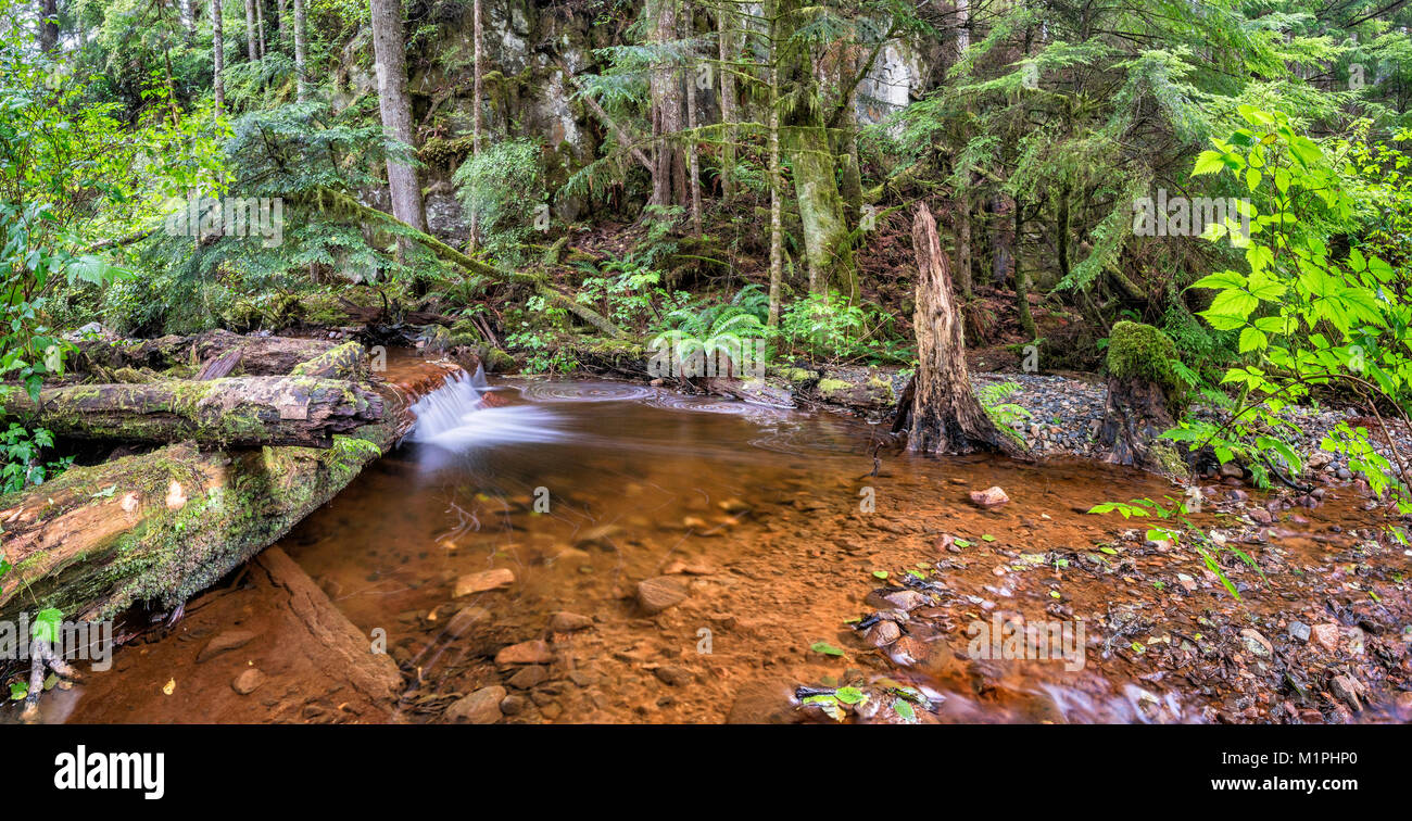 Petite cascade, un ruisseau, une forêt pluviale tempérée près de camping, Telegraph Cove Resorts près de Telegraph Cove, North Vancouver, British Columbia, Canada Banque D'Images