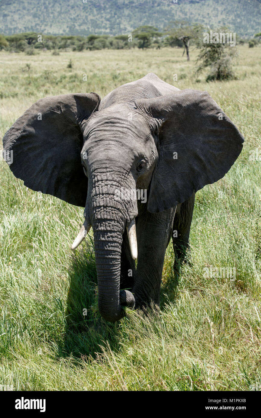 Un éléphant d'Afrique veau Banque D'Images