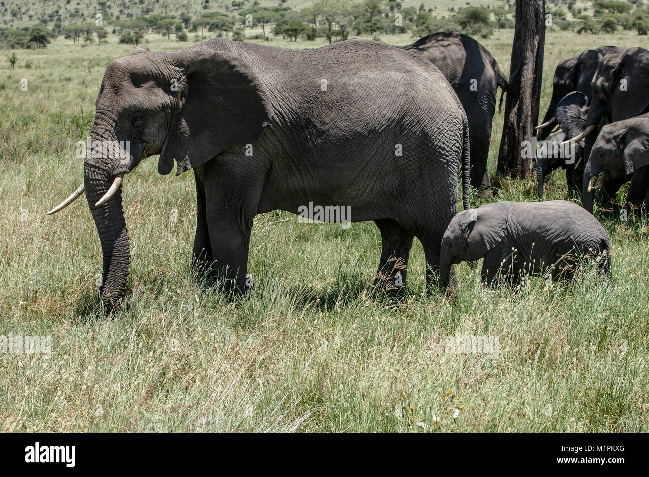 Un éléphant d'Afrique avec un veau Banque D'Images