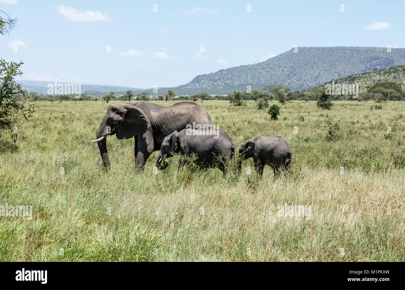 Un éléphant d'Afrique avec deux générations de veaux Banque D'Images