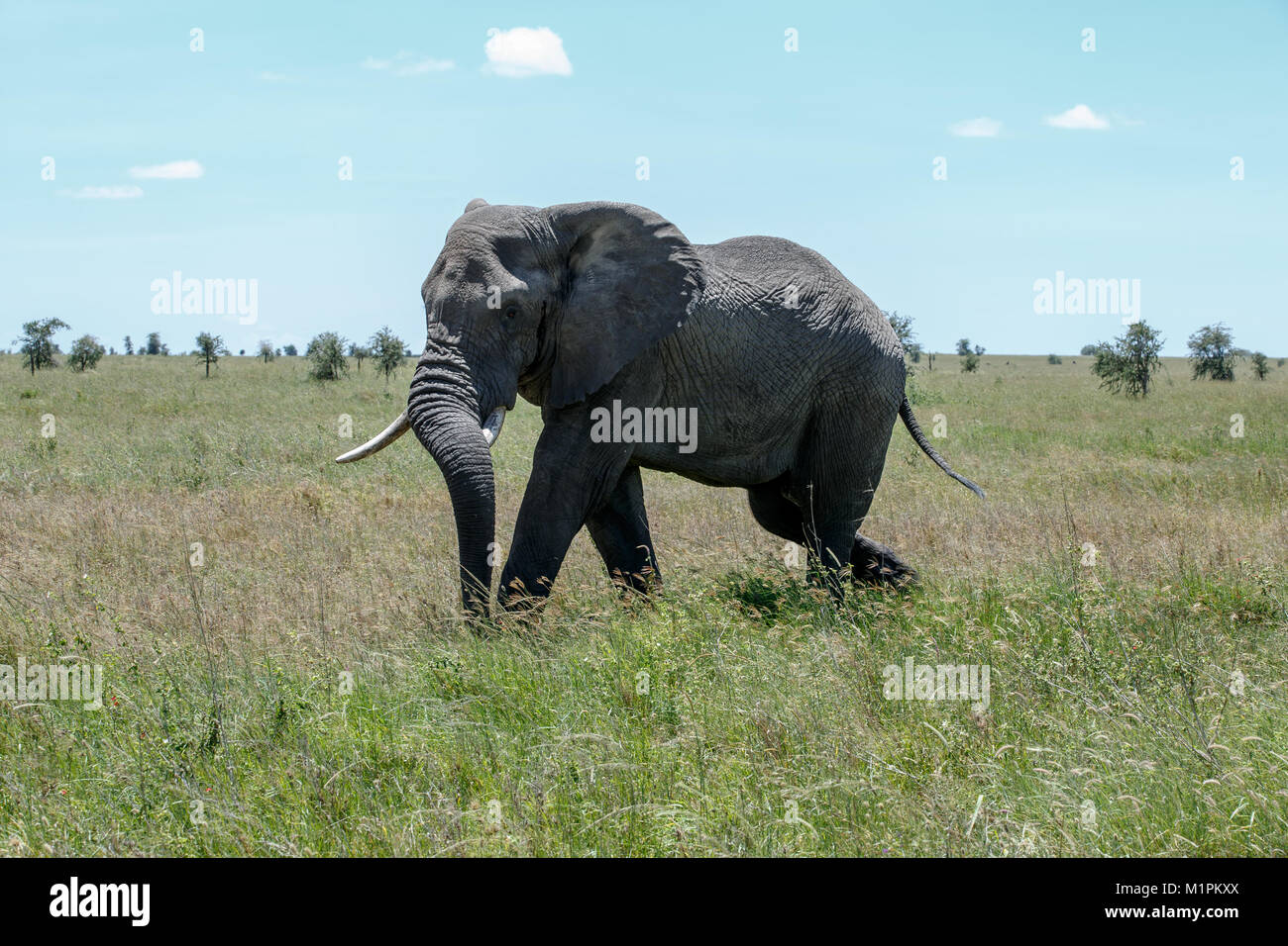 Un éléphant d'Afrique Banque D'Images