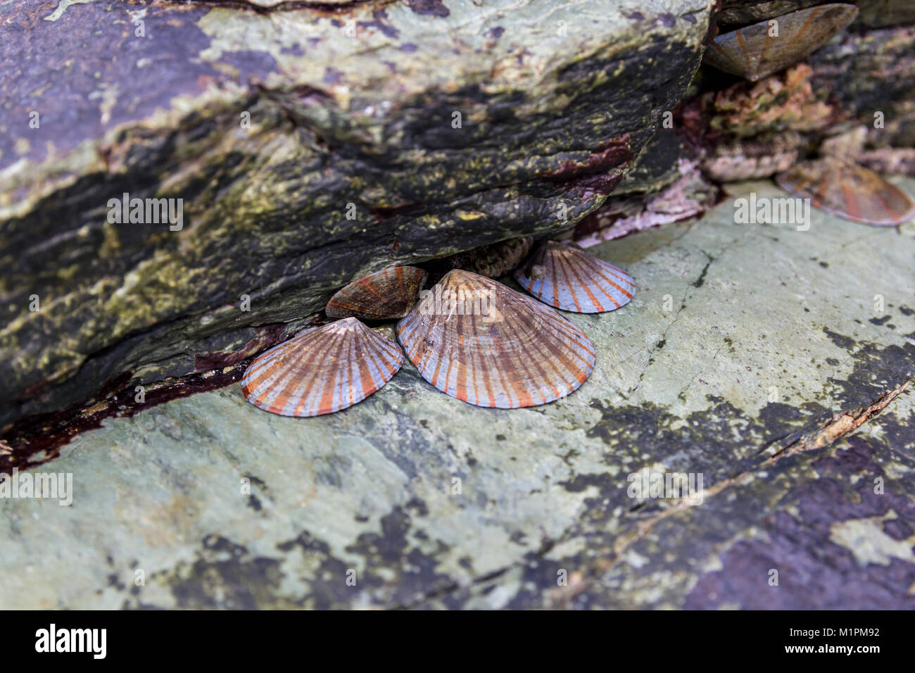 Des mollusques marins ; Sadamisaki Péninsule, Shikoku, Japon Banque D'Images