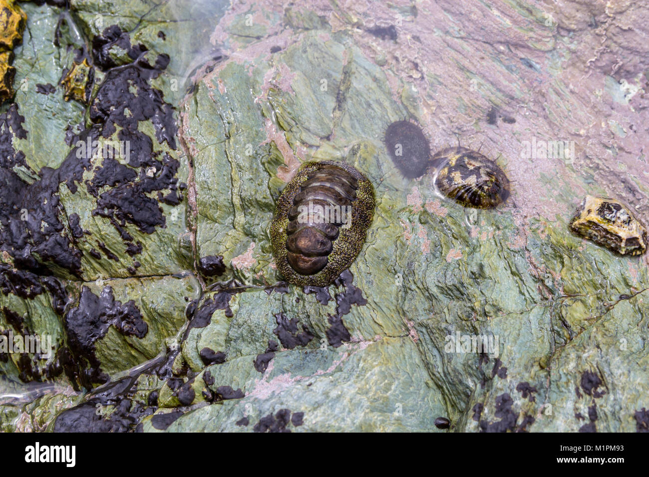 Chiton commun japonais Acanthopleura (japonica) et d'autres mollusques marins ; Sadamisaki Péninsule, Shikoku, Japon Banque D'Images