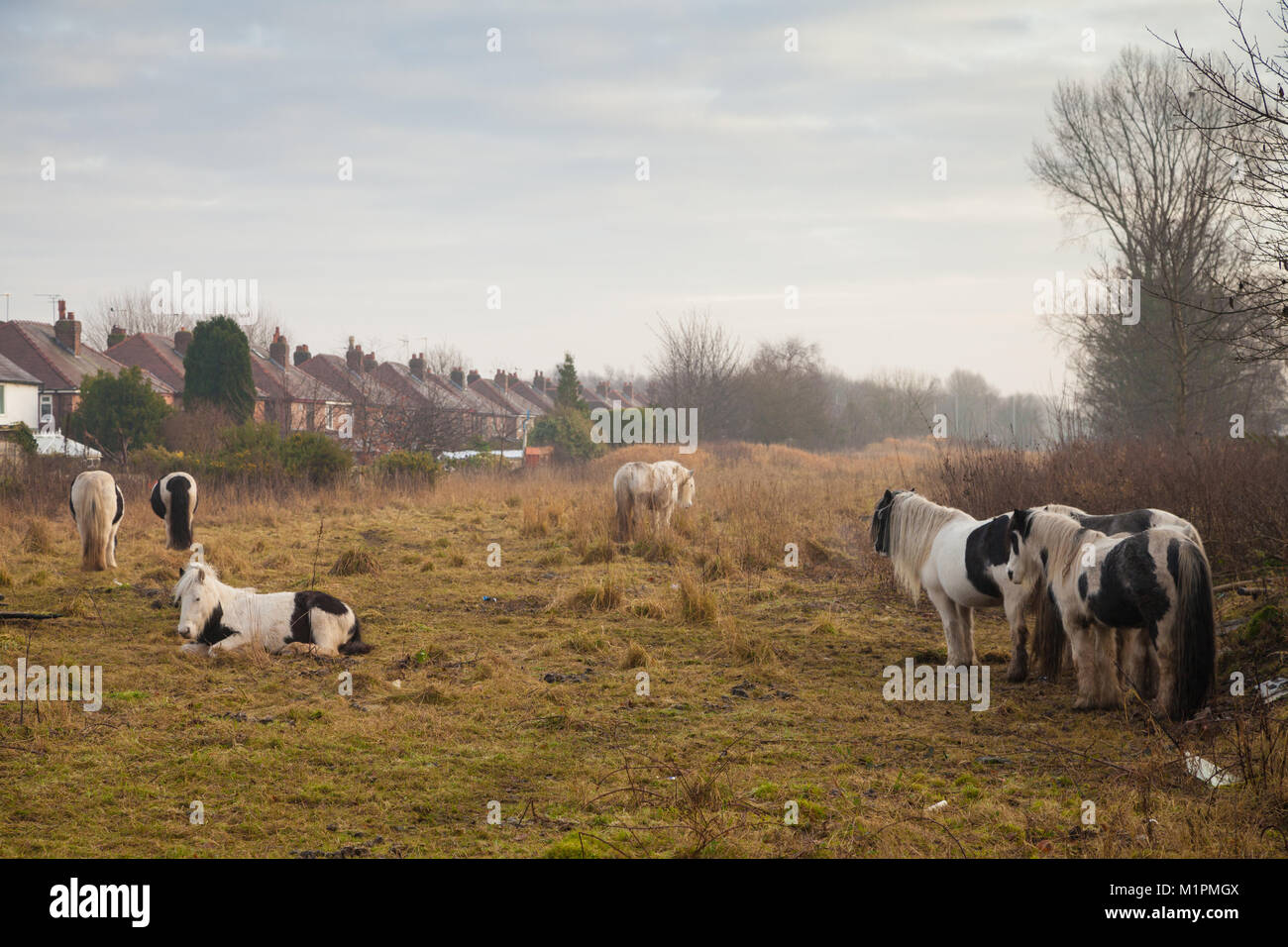 Chevaux tzigane sur wasteland à Warrington en Angleterre. Banque D'Images