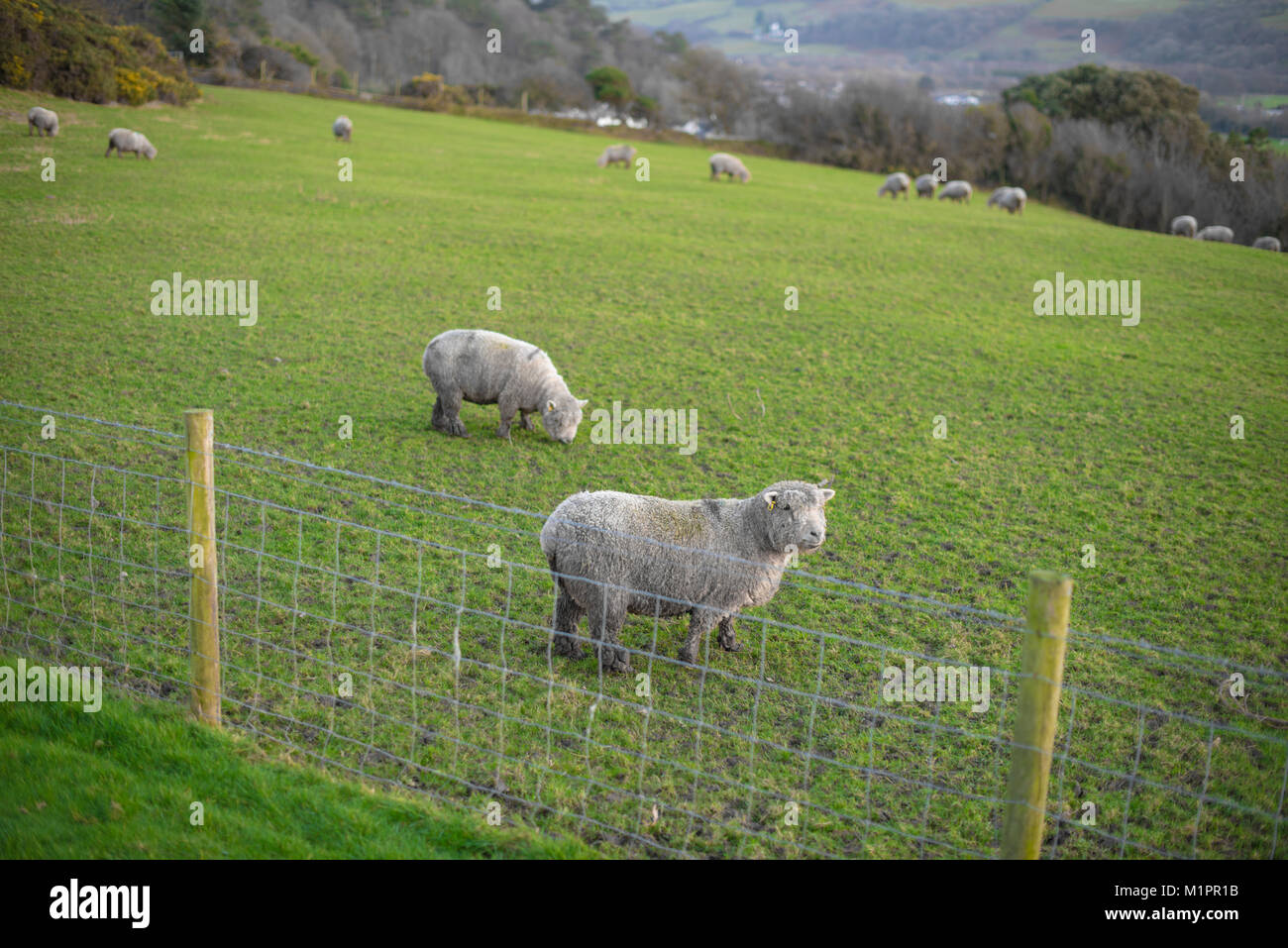Moutons (2 au premier plan, 12 dans l'arrière-plan) dans une jolie zone de pâturage entouré de bois, à Aberystwyth, Pays de Galles Banque D'Images