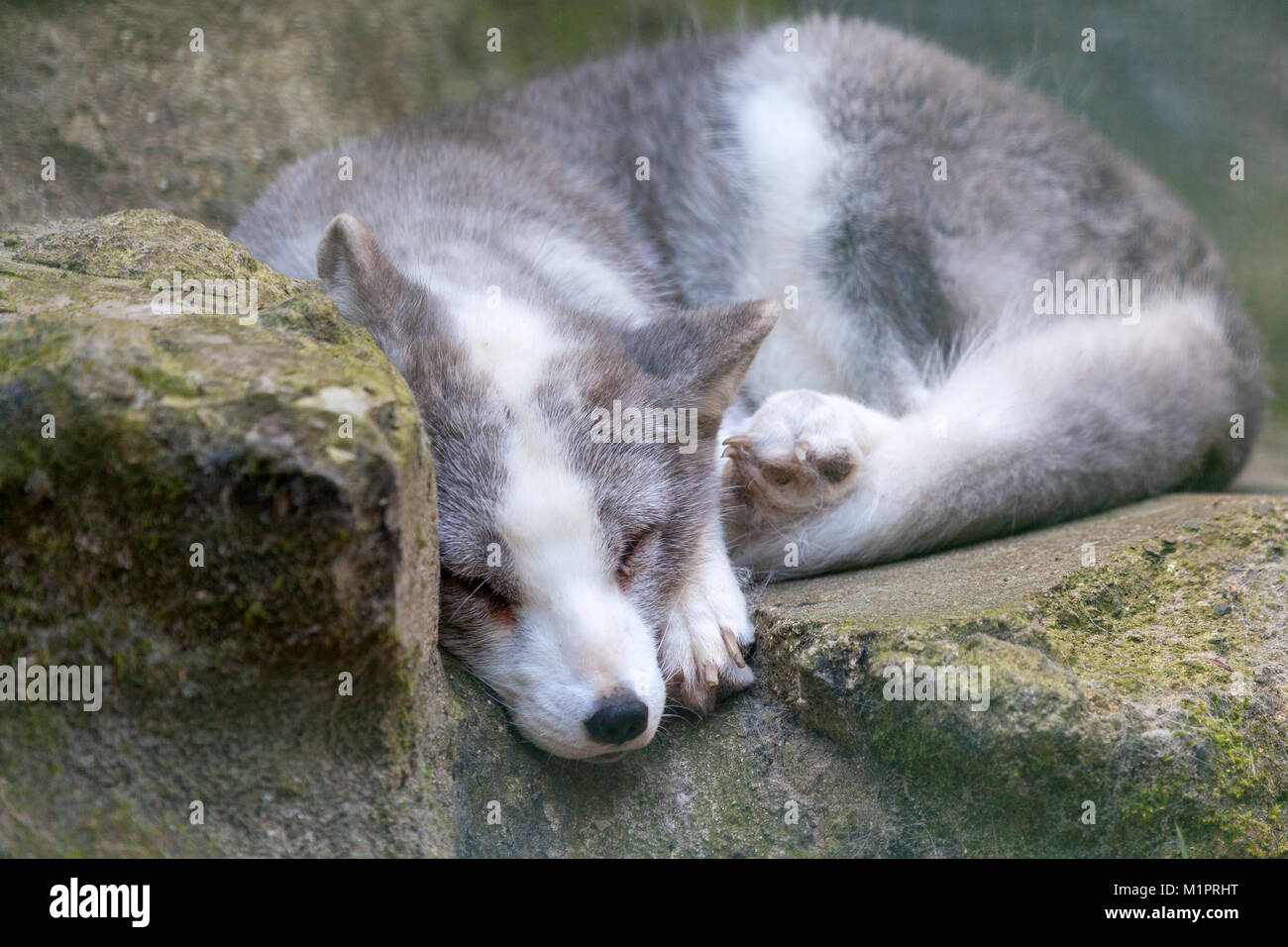 Un renard arctique blanc se trouve sur les pierres Banque D'Images