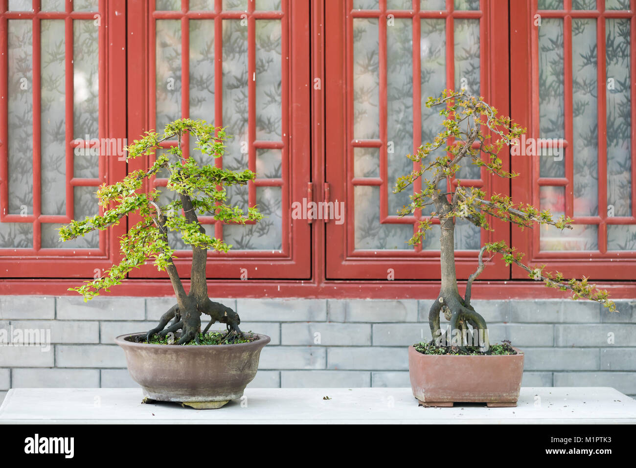Deux arbres Bonsais contre un mur de briques et de fenêtres rouges Banque D'Images