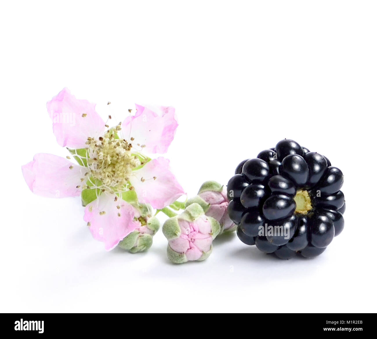 Les mûres fraîches et blackberry fleur, isolé sur fond blanc. De fruits frais ou de fruits des bois. L'alimentation saine. Banque D'Images