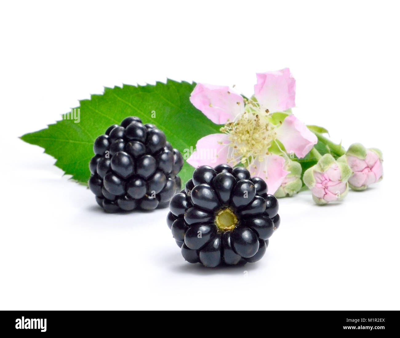 Les mûres fraîches et blackberry et fleur, isolé sur fond blanc. De fruits frais ou de fruits des bois. L'alimentation saine. Banque D'Images