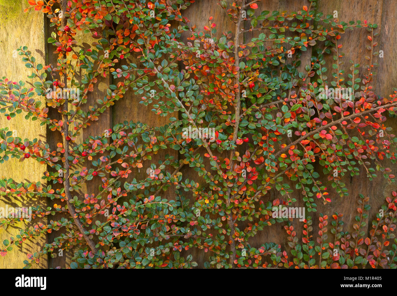 Cotoneaster arbuste aux couleurs automnales de rouge et d'orange fanning out contre une clôture de jardin en bois. Banque D'Images