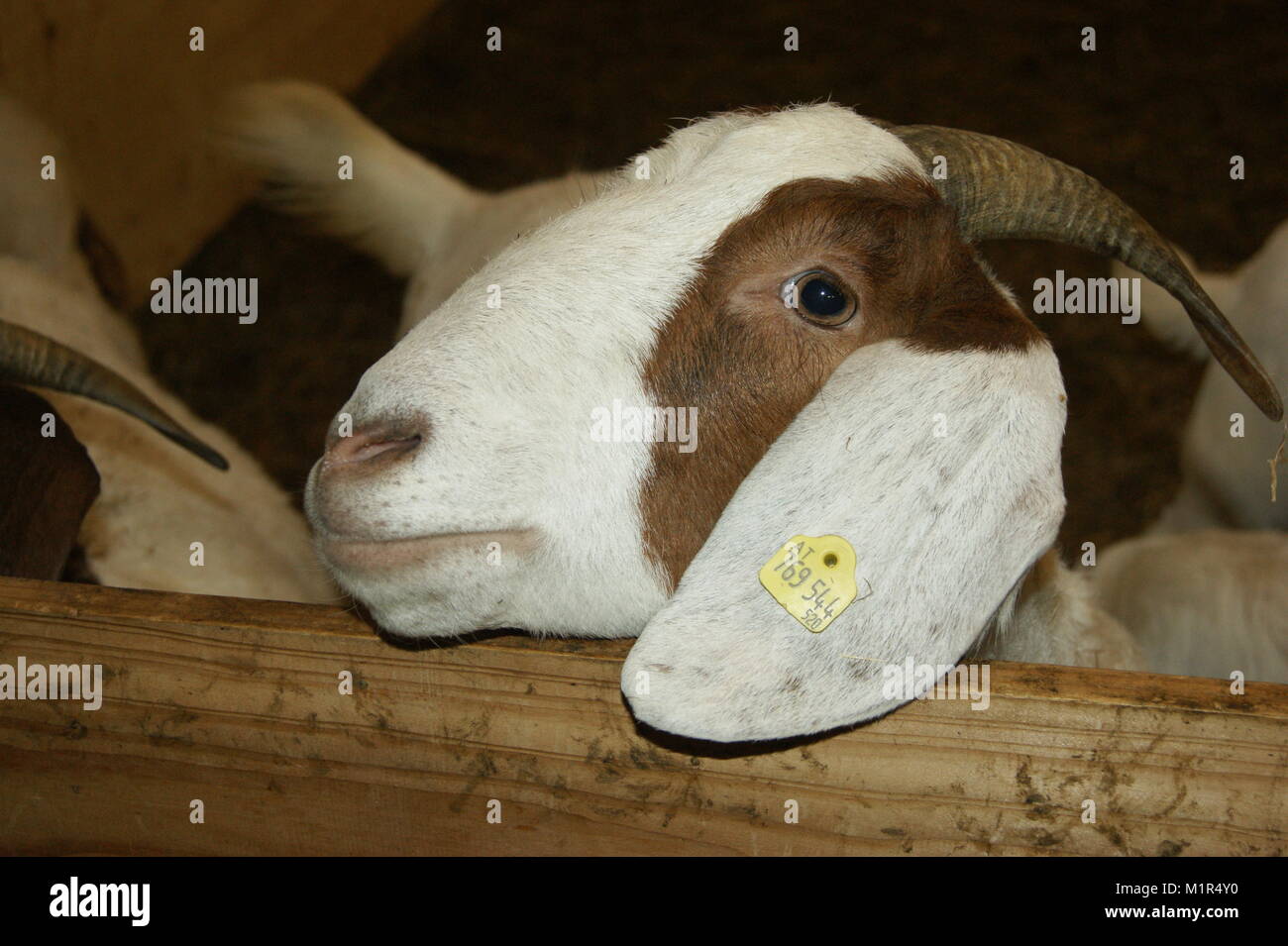 Chèvre brune et blanche, Salzbourg Autriche Banque D'Images