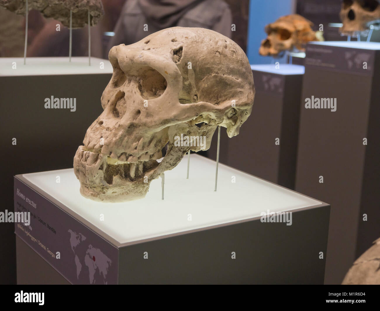 Musée national géorgien dans la capitale Tbilissi il a de nombreuses expositions, de l'âge de pierre avec la Géorgie en couple à partir de l'Homo erectus et plus Banque D'Images